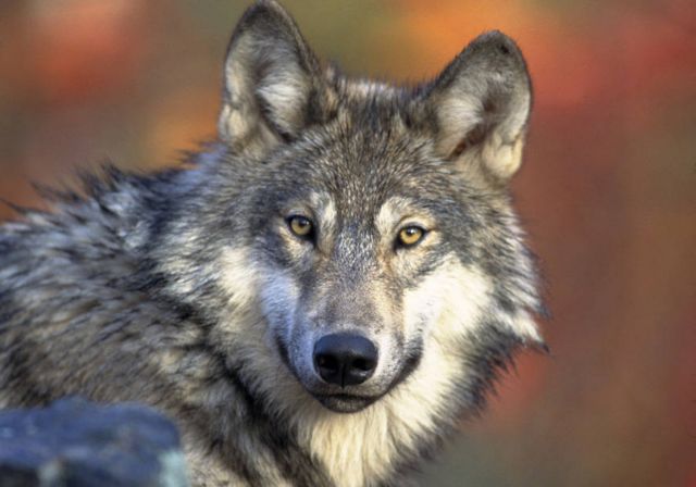 Νορβηγία: Χιλιάδες κυνηγοί στην ουρά για να σκοτώσουν 16 λύκους